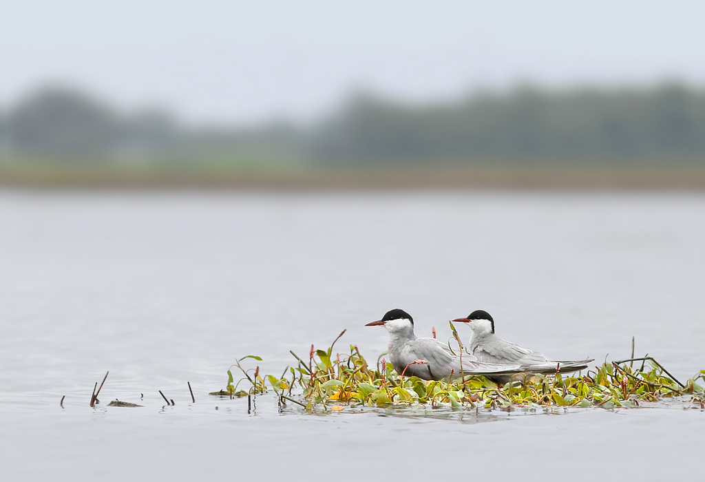Lezing - Naar een nieuwe Vogelatlas in Groningen