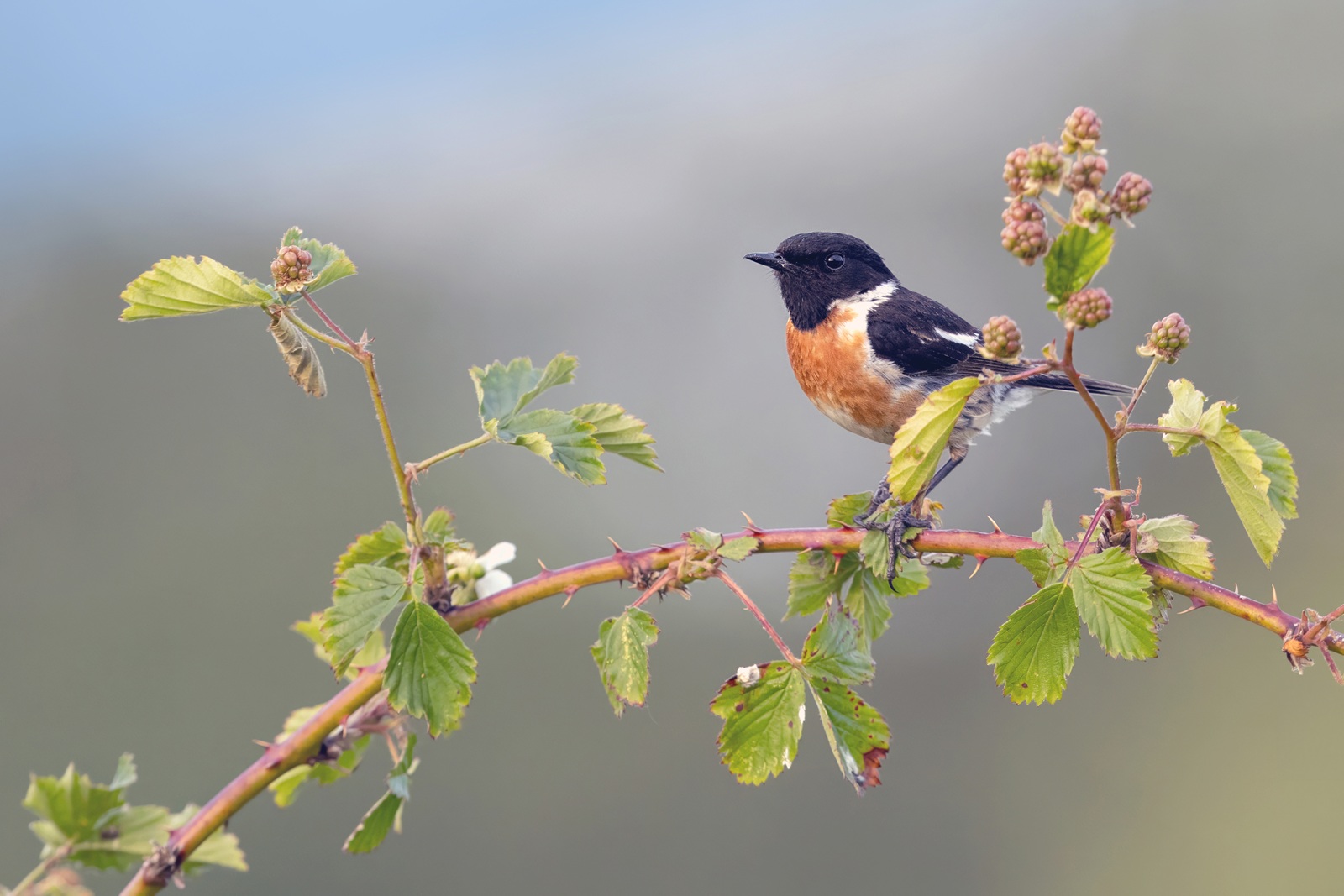 Lezing - Vogelatlas op Texel