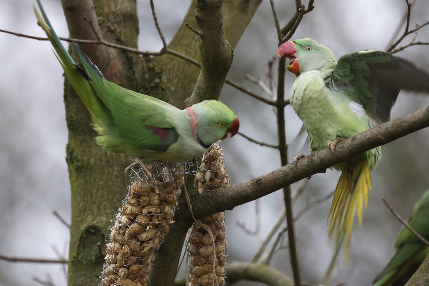 Lezing - Tel je mee voor de vogelatlas?