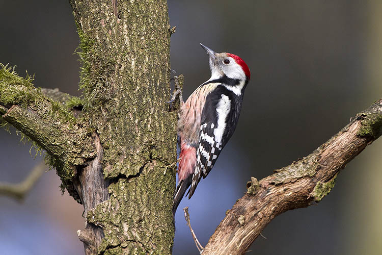 Lezing - Hoe doe je mee aan de Vogelatlas in Limburg?
