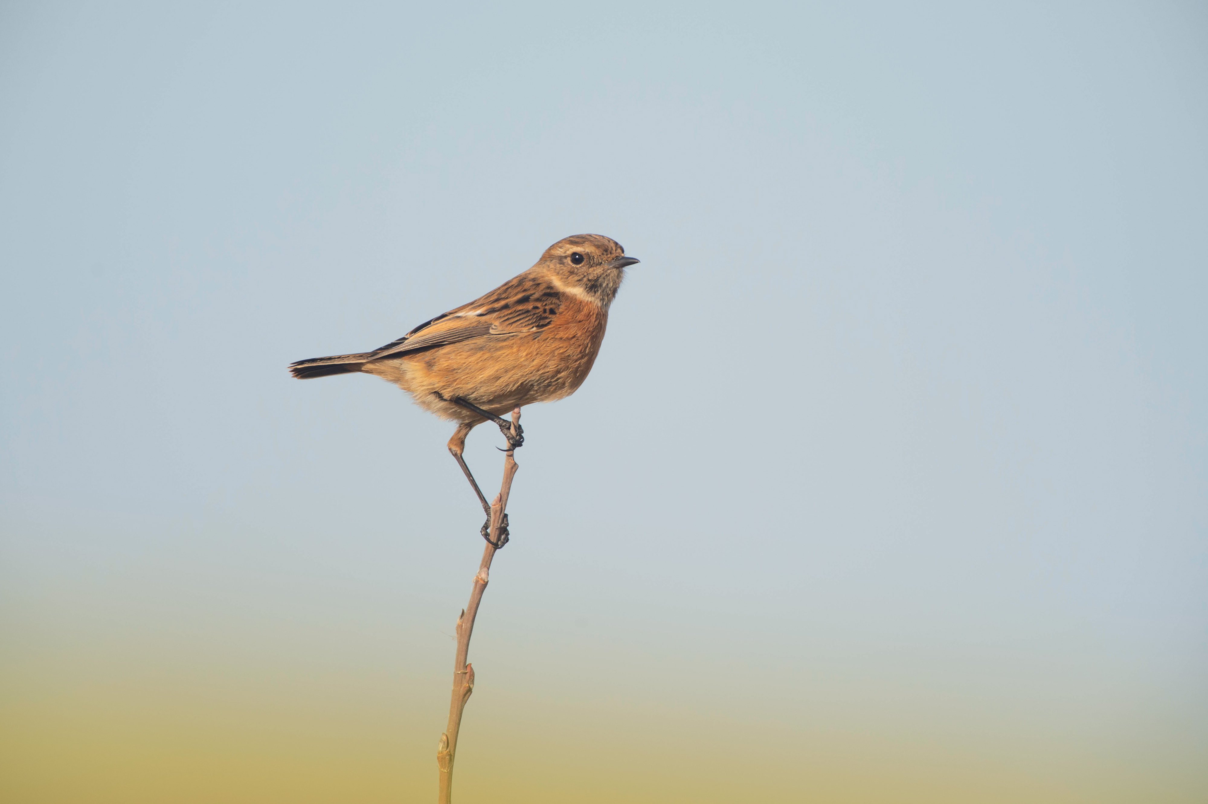Presentatie over de Vogelatlas 