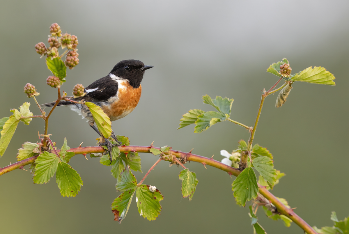 Presentatie over de Vogelatlas