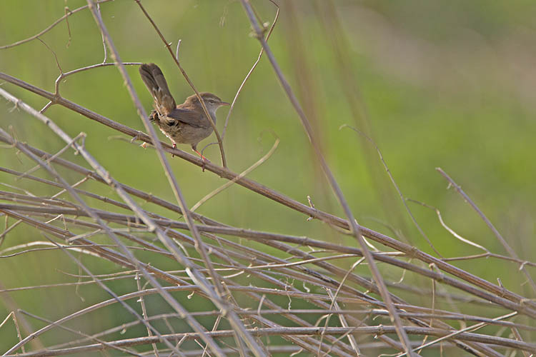 Presentatie over de Vogelatlas