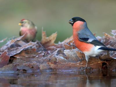 Goudvink en Barmsijs