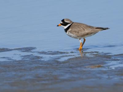 Bontbekplevier met kleurring