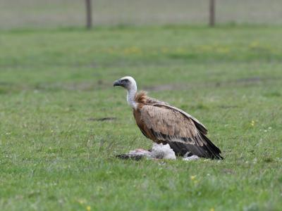 Vale Gier op Texel