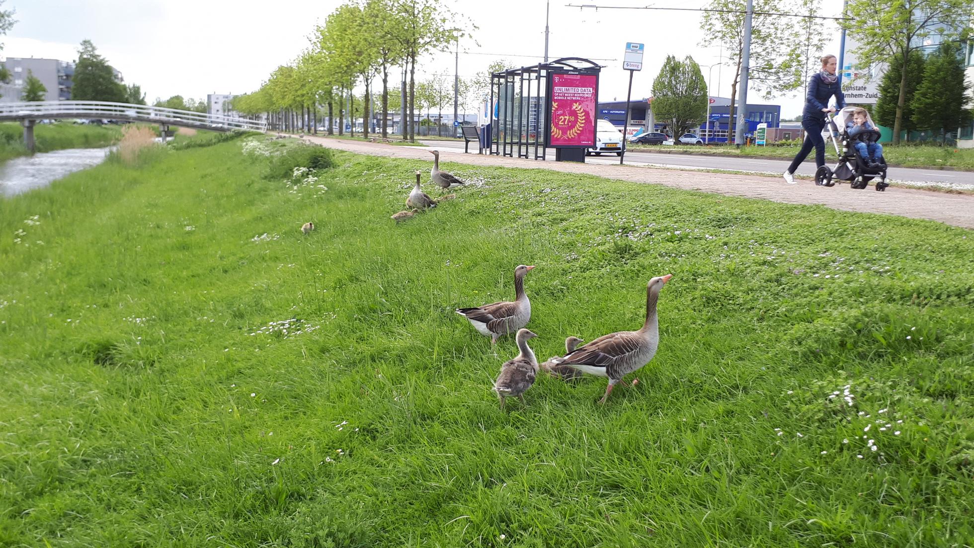 Grauwe Ganzen in stad Arnhem