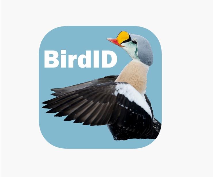 BirdID quiz