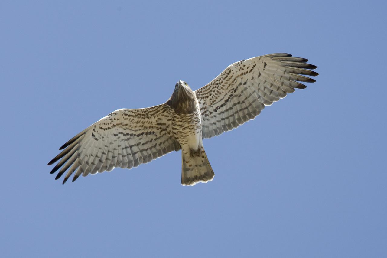 Slangenarend (adult) in Marokko 2008