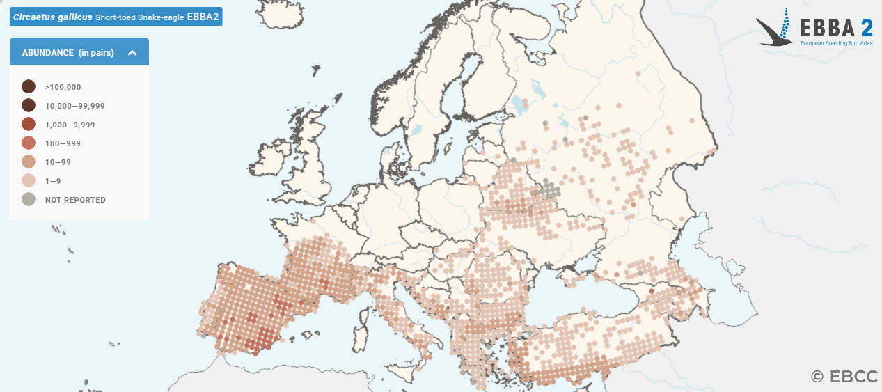 Broedverspreiding Slangenarend Europa