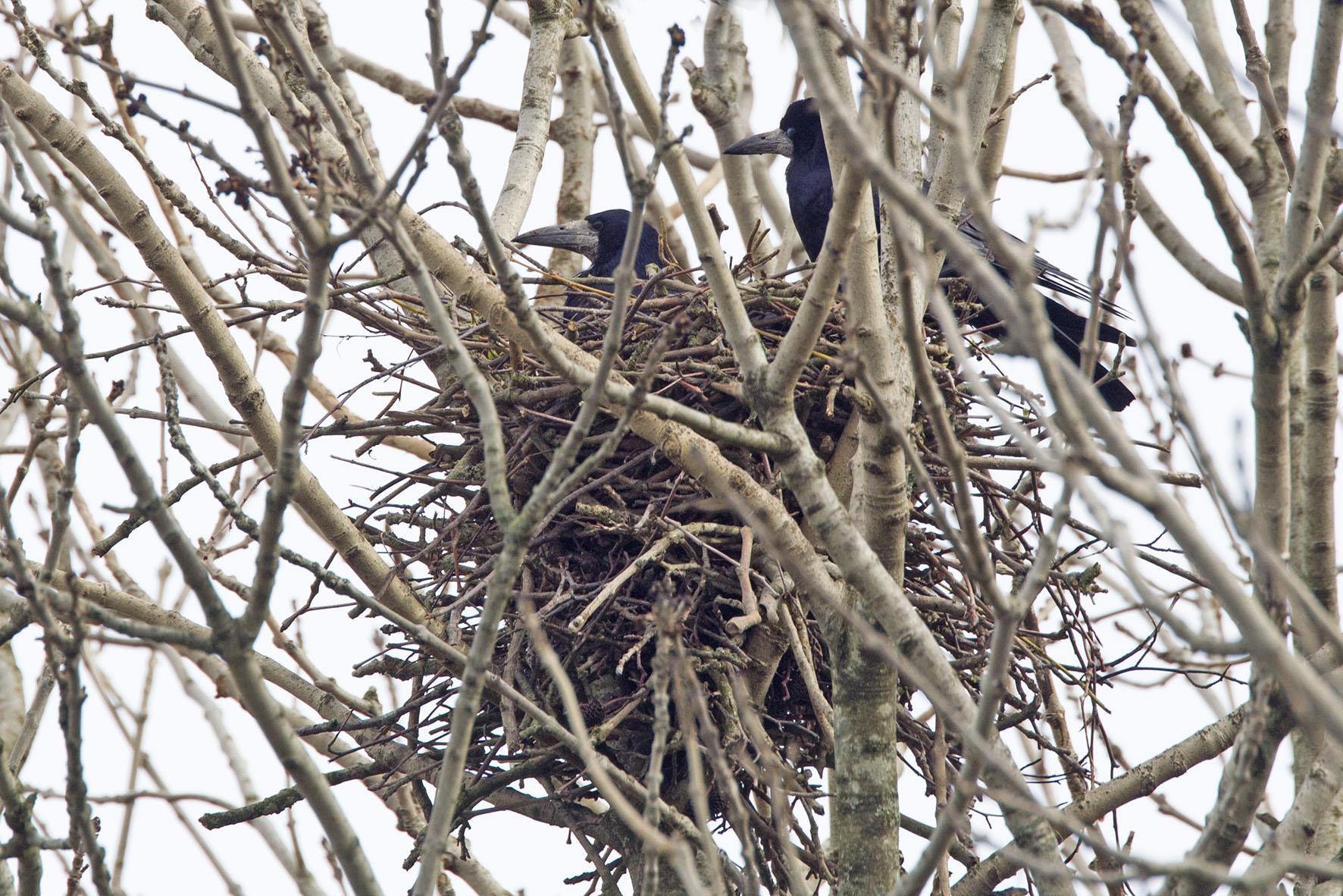 Roeken op het nest