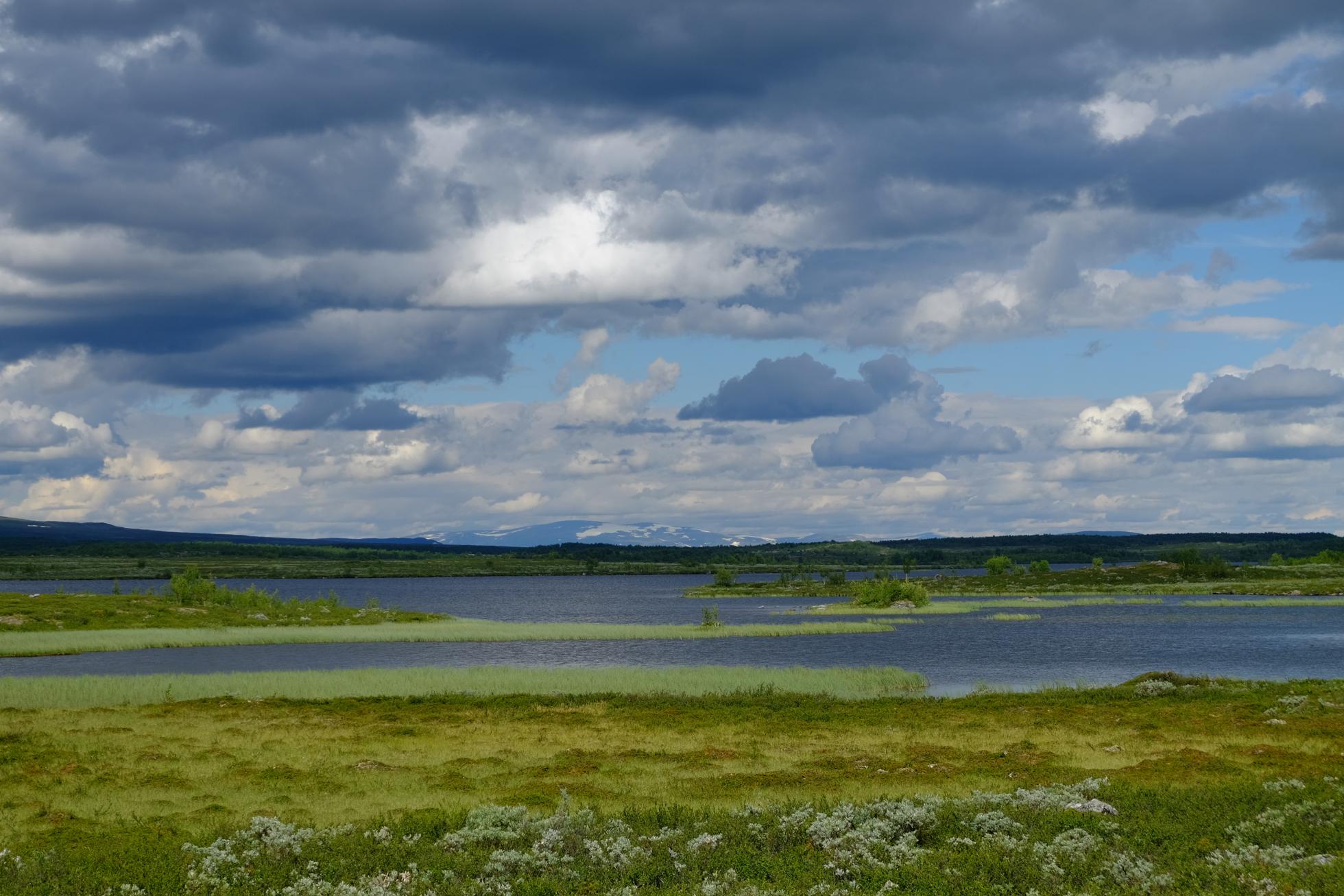 Beeld uit het broedgebied van de Dwergganzen in Lapland, met z'n grote waterpartijen, grazige vegetaties, broedeilandjes en...muggen!