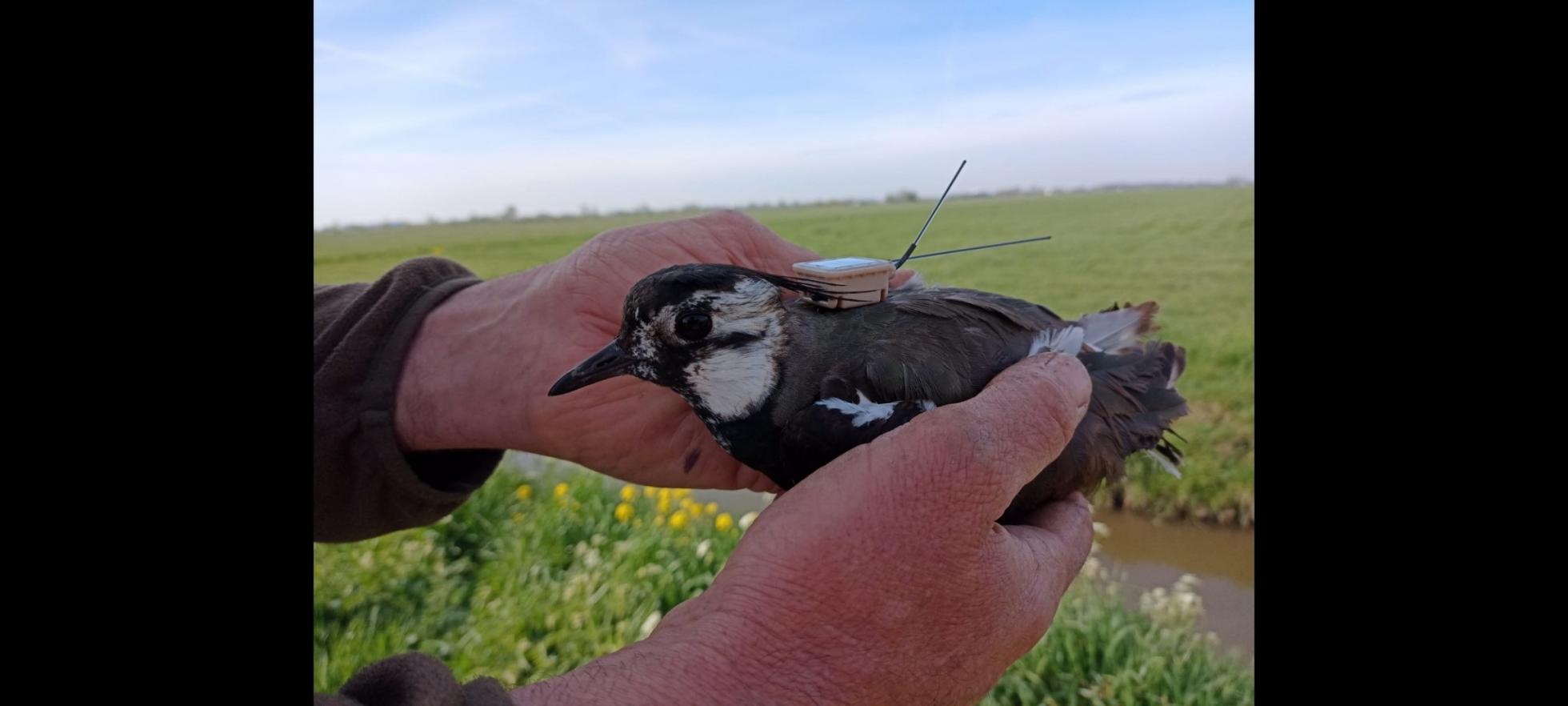 Kievitsvrouw met een GPS-logger