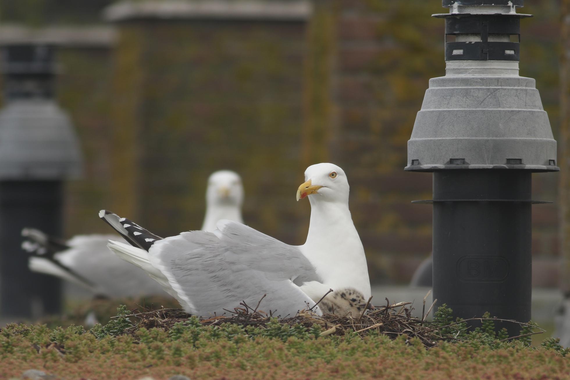 Zilvermeeuwen op het dak