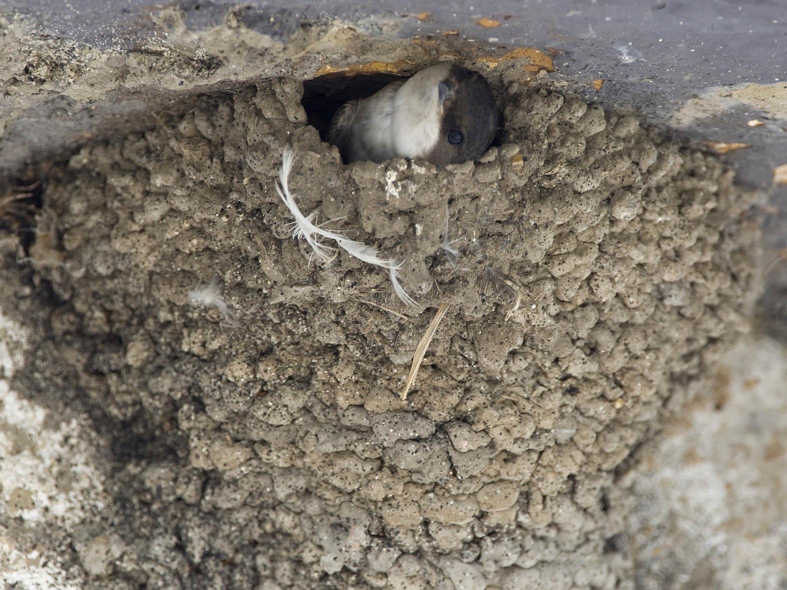 Huiszwaluw in nest