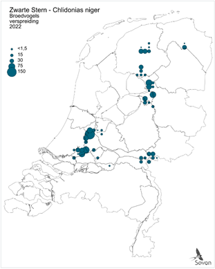 Zwarte Stern broedvogel Nederland