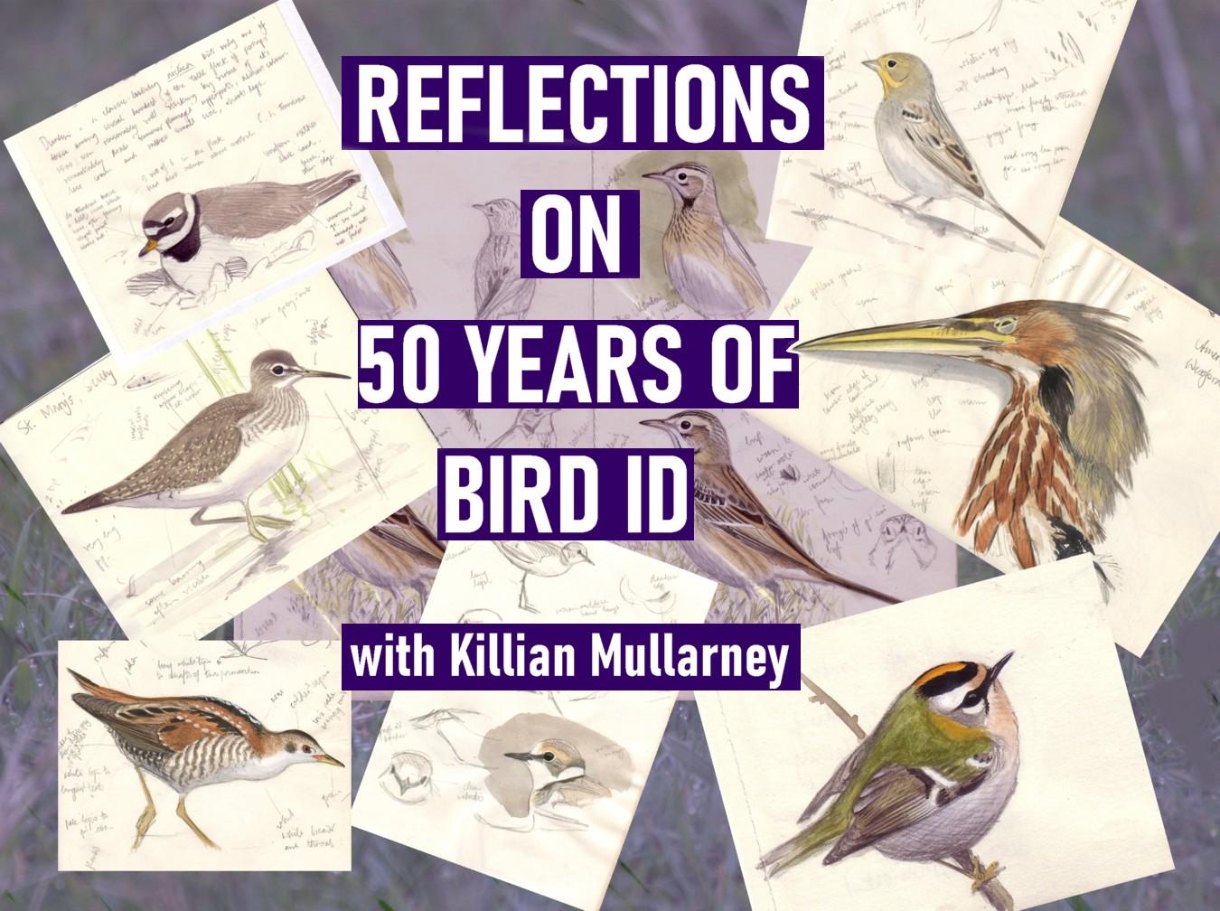 Illustratie 50 jaar vogeldeterminatie Killian Mullarney