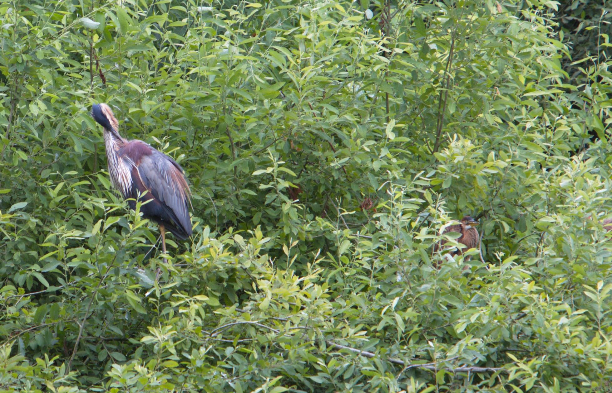 Purperreiger op nest