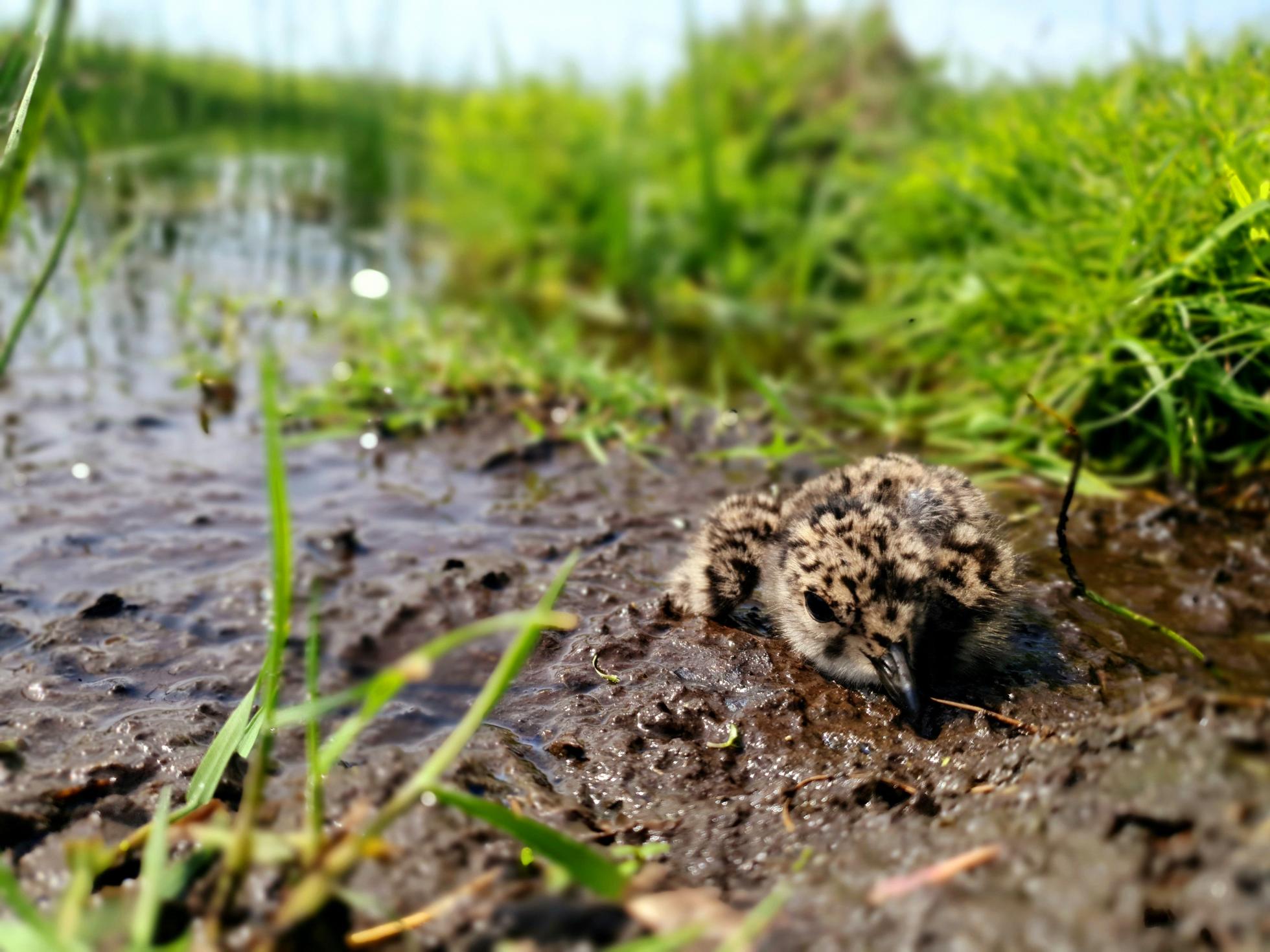 Kievitkuiken drukt zich