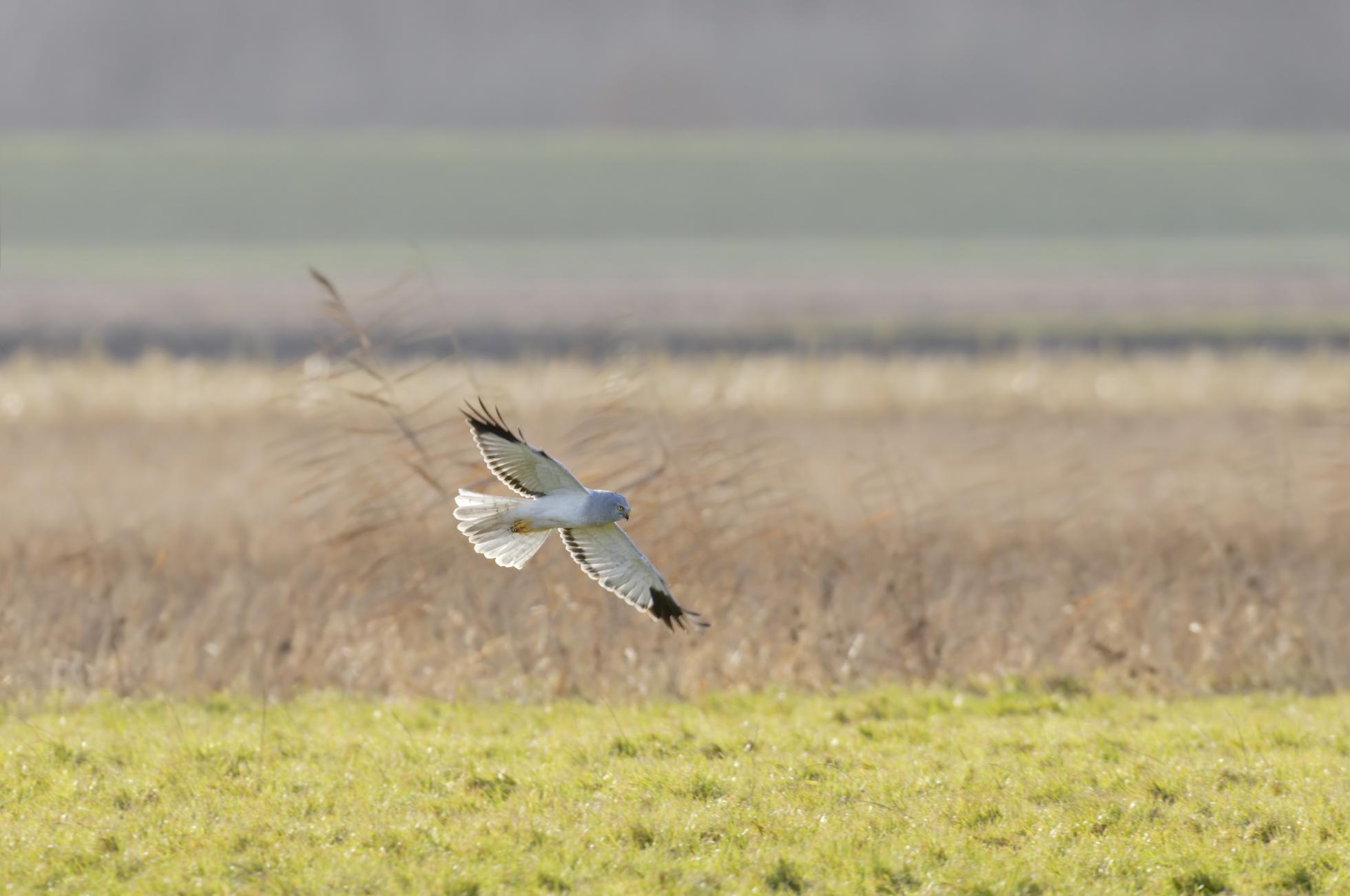 Blauwe Kiekendief jagend man