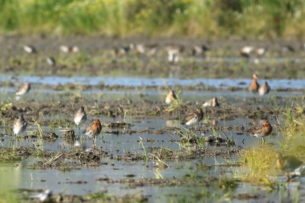 Overwinterende Grutto's in een wetland