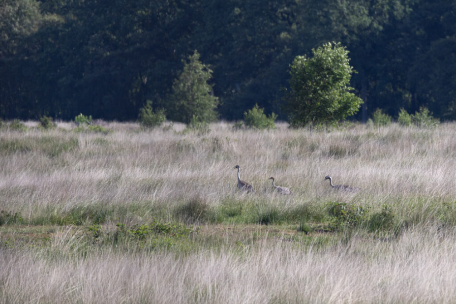 Kraanvogels in het Engbertsijkveen