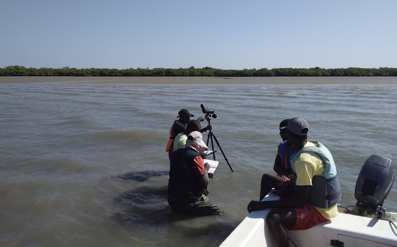 Flyway-tellers in Guinee-Bissau