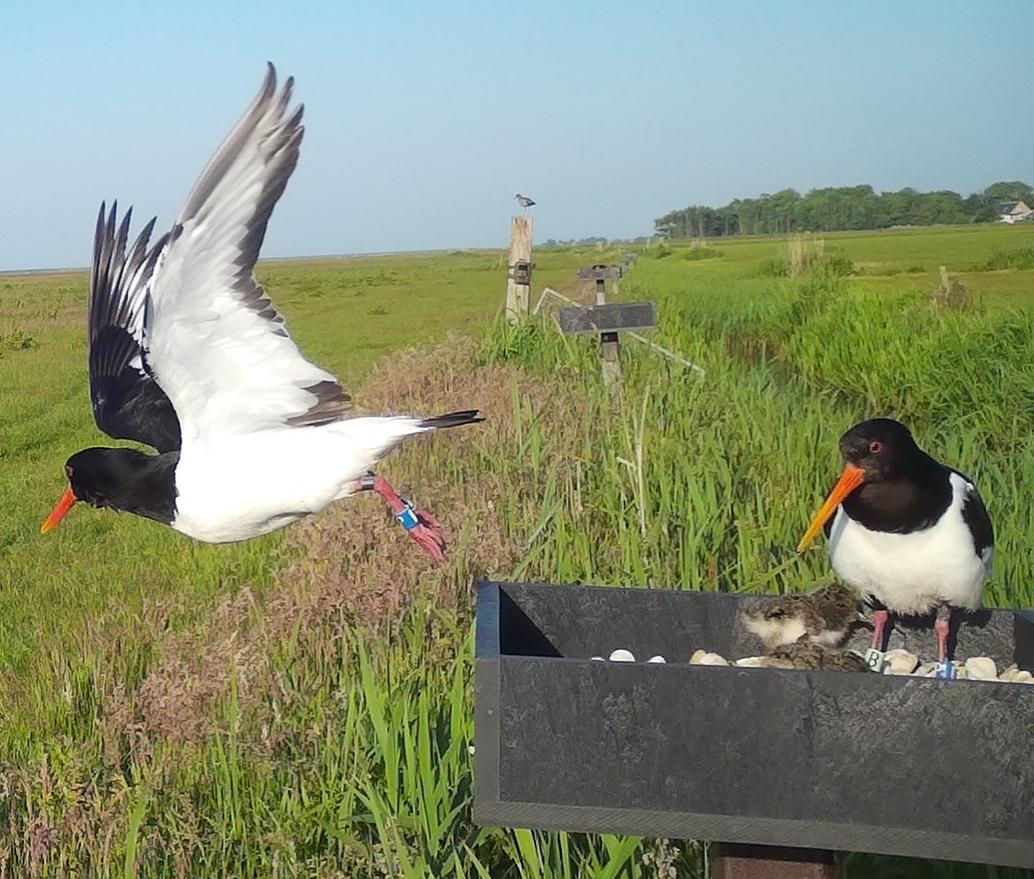 Scholeksters op een broedpaal