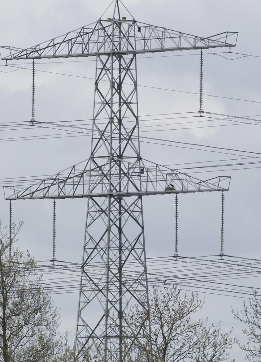 Raven in hoogspanningsmast nest