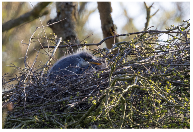 Blauwe reiger