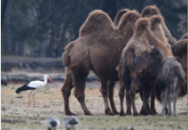 Ooievaar tussen de kamelen