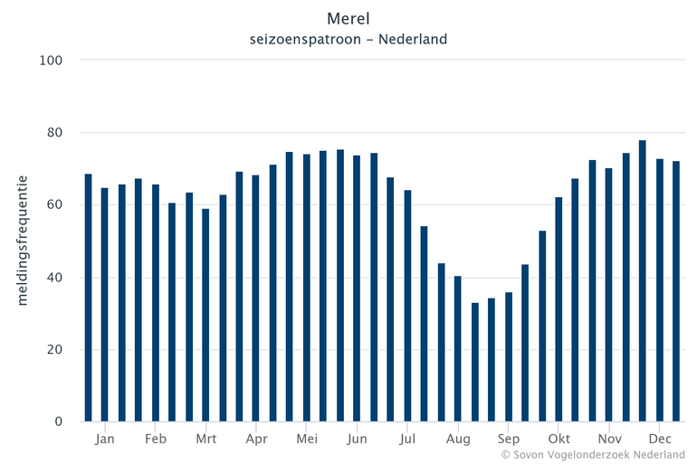 Seizoenspatroon en meldingsfrequentie van de merel in Nederland