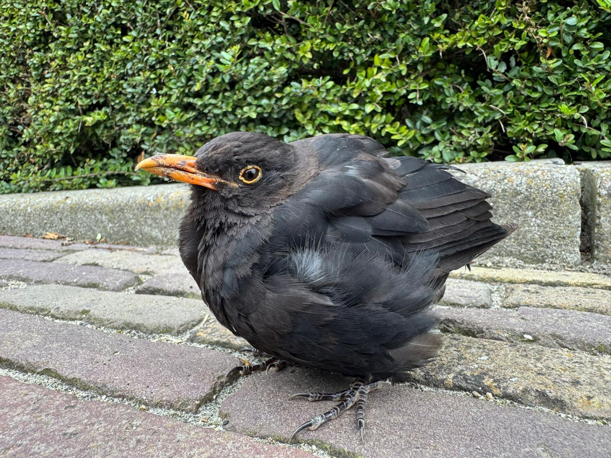 Zieke merel besmet met usutu