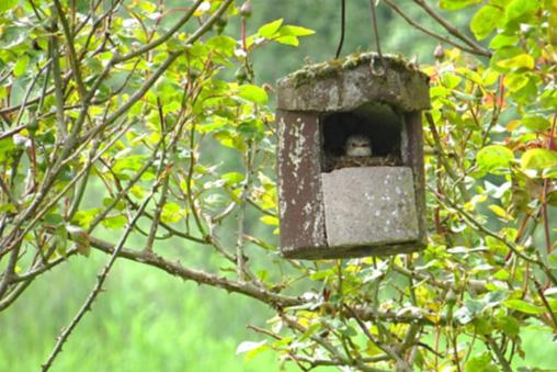 Grauwe Vliegenvanger in nest