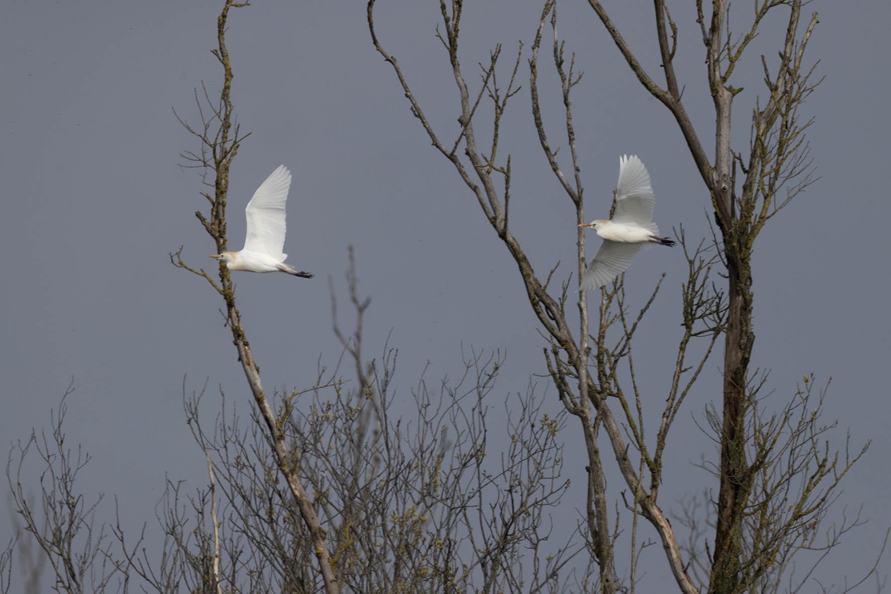 Koereiger broedpaar