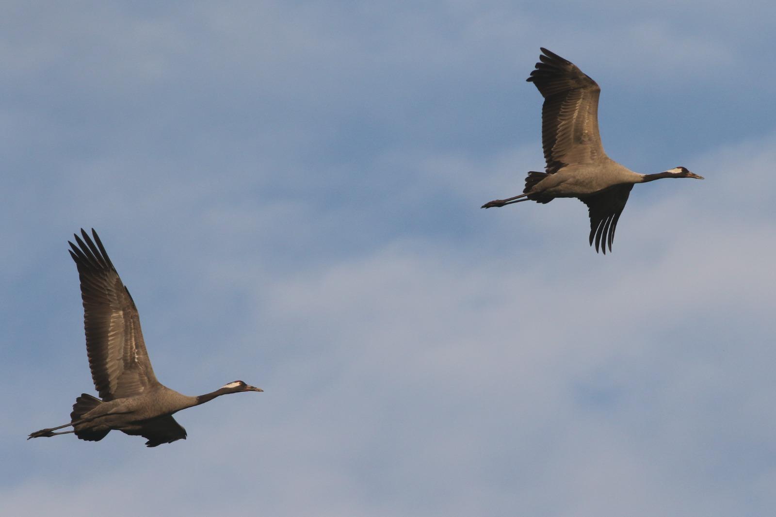 Vliegend paar Kraanvogels