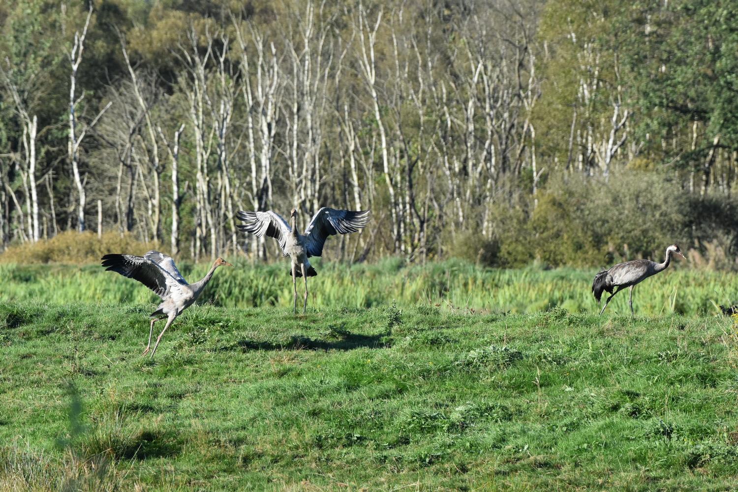 Kraanvogels in het Fochteloërveen