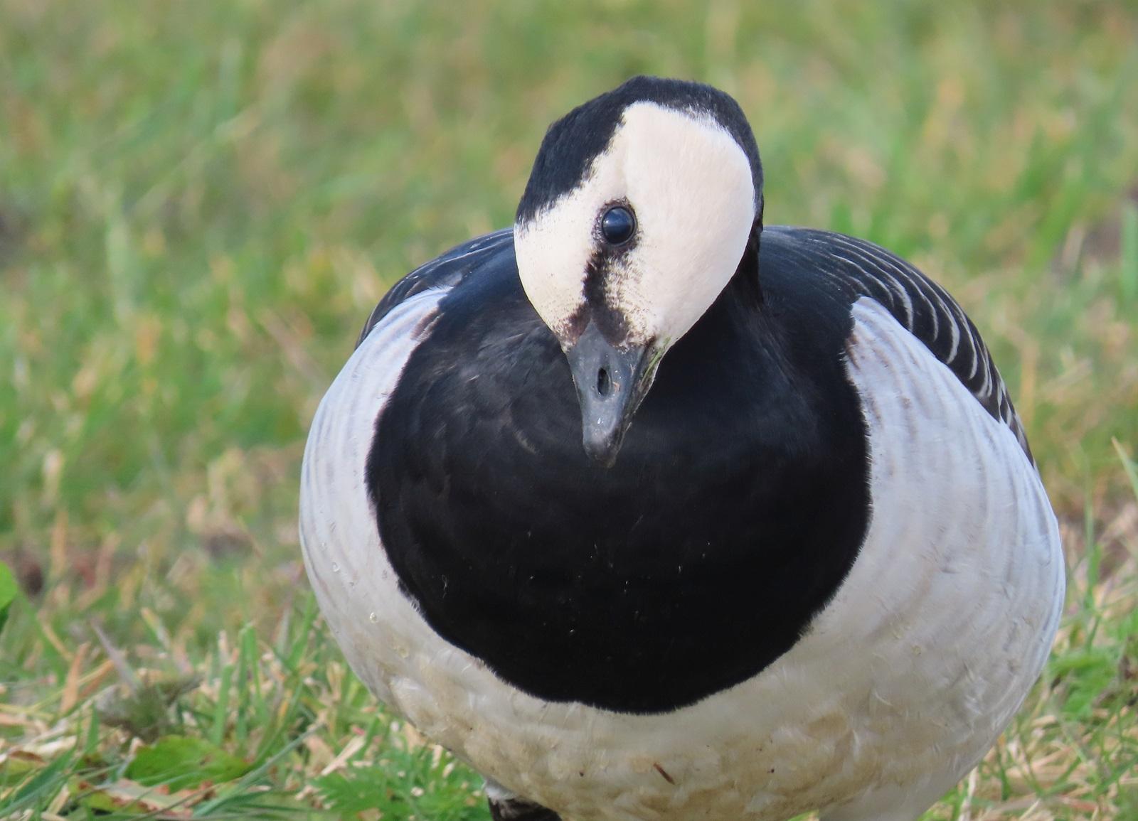 Brandgans met verschijnselen van vogelgriep