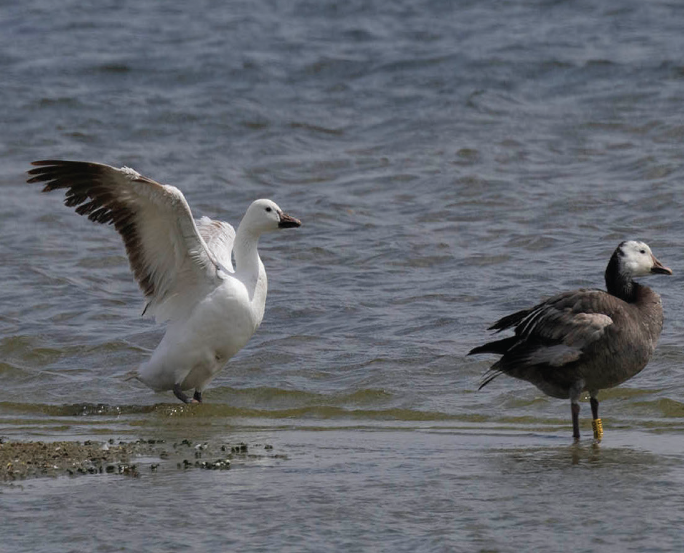 Witte en blauwe fase sneeuwgans met kleurringen, Kraaijenbergse Plassen, Cuijk (NB)