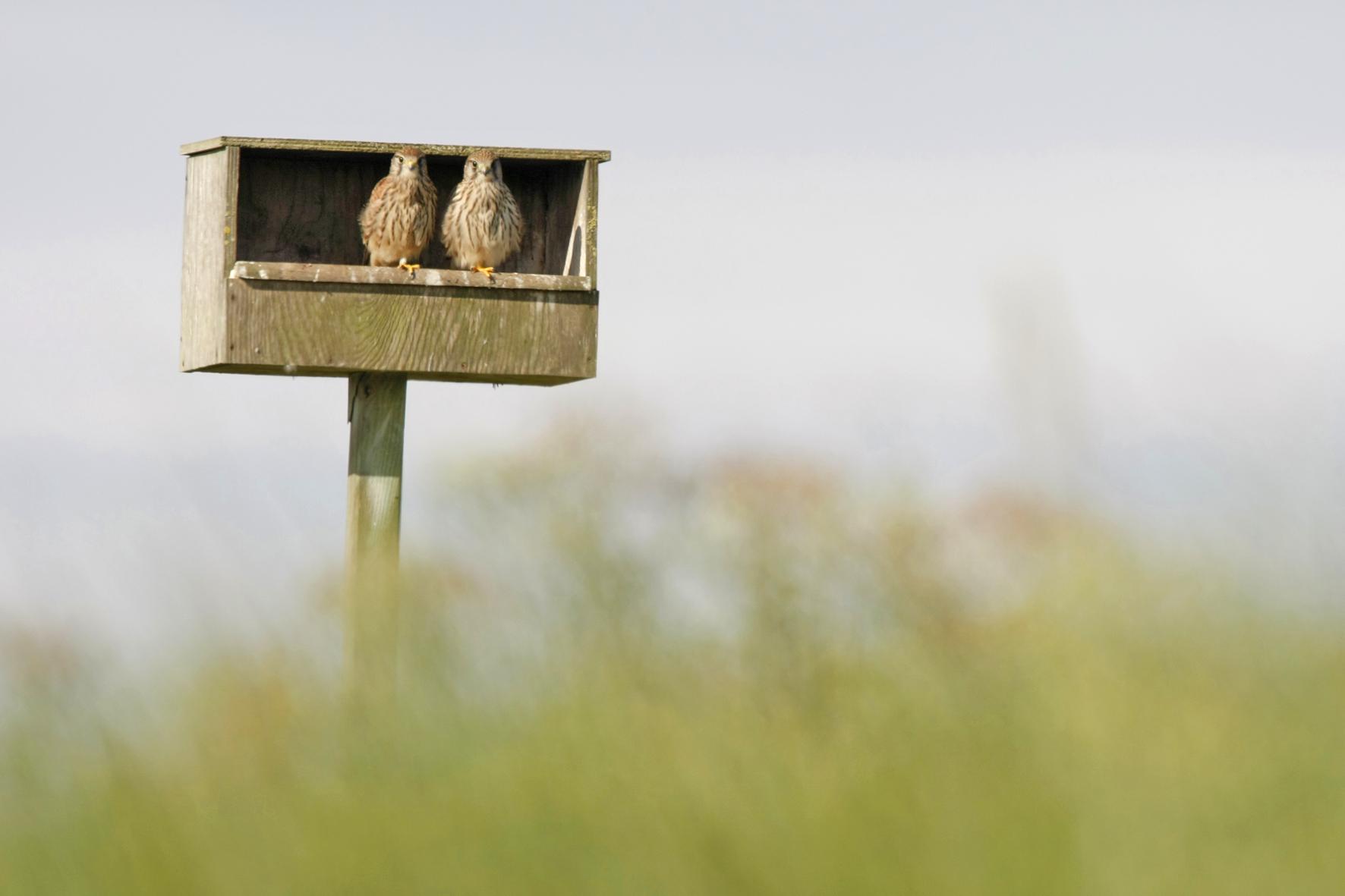 Torenvalken in een nestkast