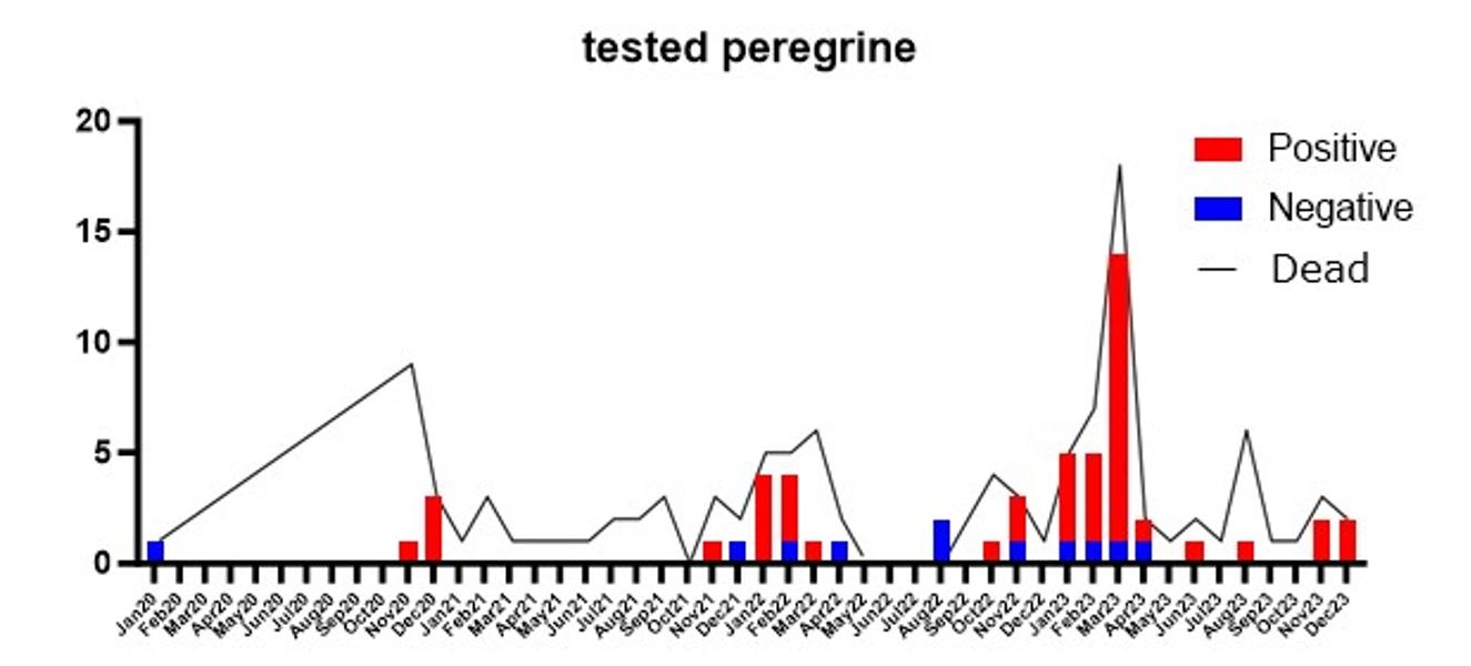 Figuur 1. Aantal Slechtvalken dat tussen 2020 en 2023 per maand dood werd gemeld, getest en positief werd bevonden voor HPAI-virus in Nederland.