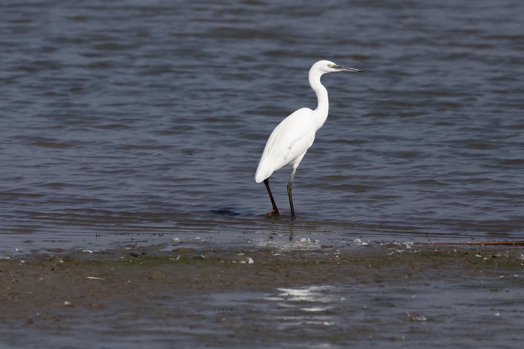 Kleine Zilverreiger