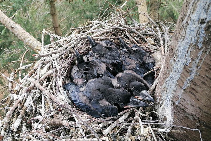 Jonge Raven op nest