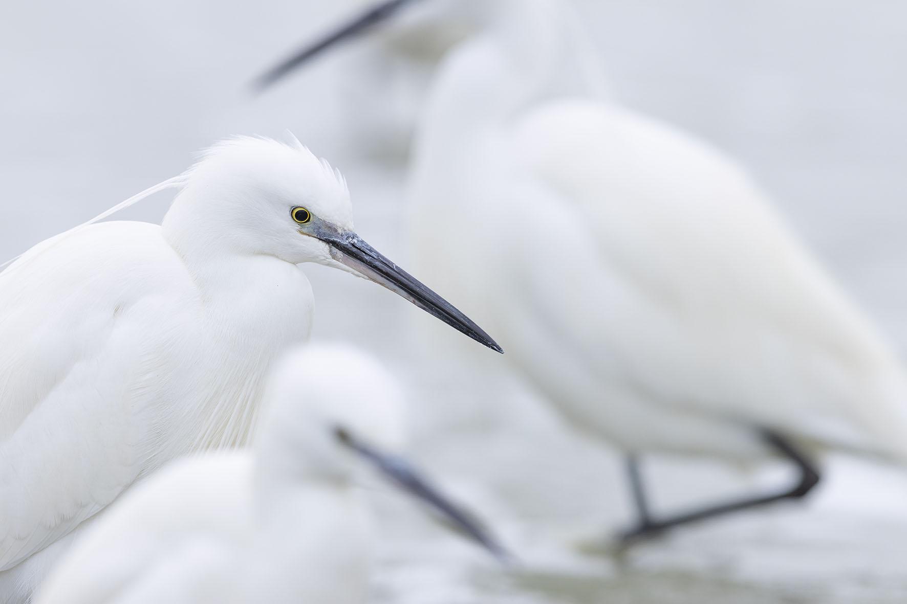 Kleine Zilverreiger