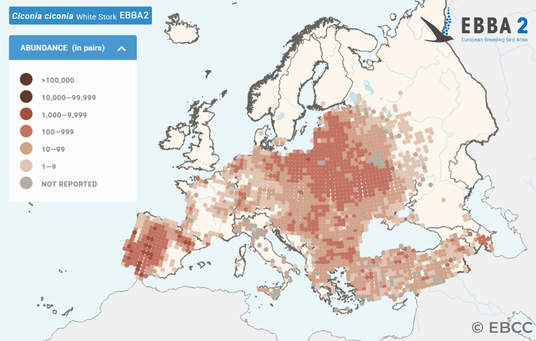 EBBA2 White Stork