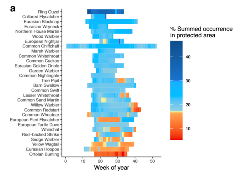 Figuur: grafische weergave van het verblijf van 30 soorten zangvogels in Europa door het jaar heen. De weken dat deze vogelsoorten in Europa verblijven zijn gekleurd, waarbij de kleurschaal aangeeft welk deel van de populatie in een bepaalde week in een beschermd natuurgebied verblijft. De rode kleuren vallen onder de huidige norm van 17% beschermde gebieden., e lichtblauwe onder de toekomstig gewenste norm van 30%.