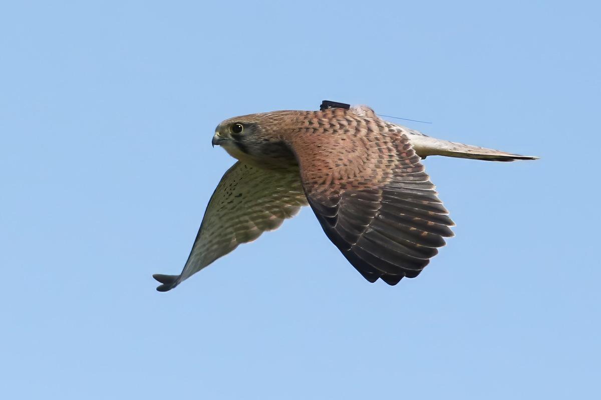 Jonge Torenvalk met een ICARUS zender op de rug
