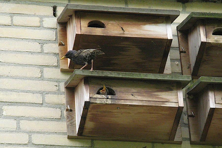 Spreeuw in gierzwaluwkast