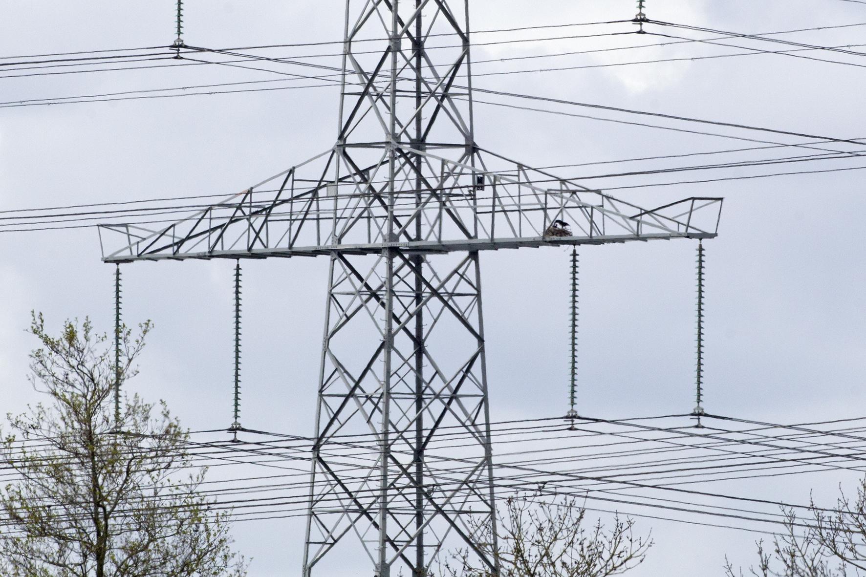Raaf bij nest in hoogspanningsmast Mastenbroekpolder Zwolle