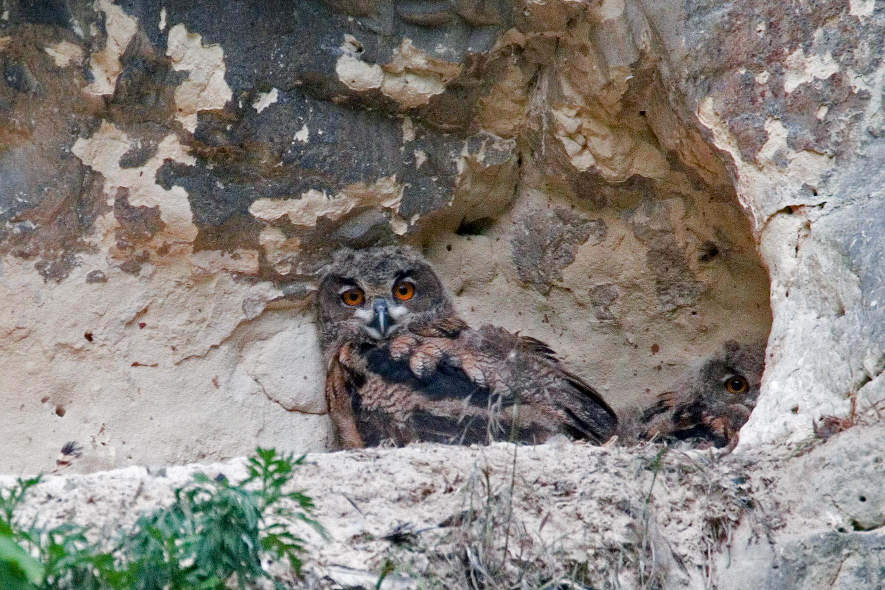 Oehoe jogen in groeve